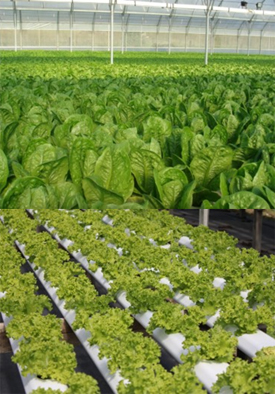 hydroponics of agrit india