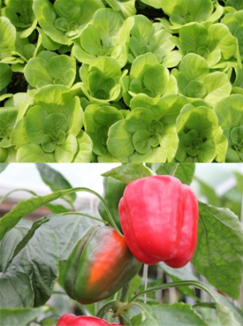 hydroponics of agrit india